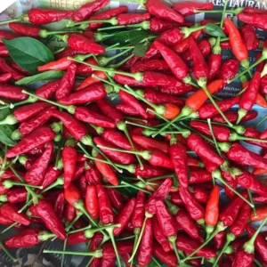 Vibrant red Hawaiian chili pepper by HVO.earth