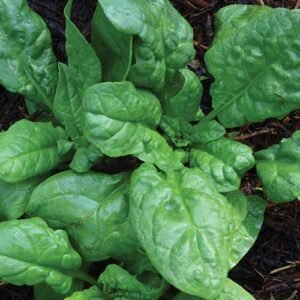 America Spinach - Nutrient-Rich Organic Greens from Hawaii by HVo.earth