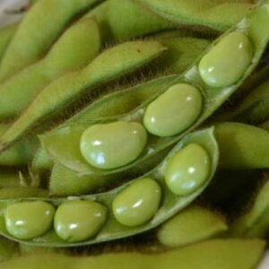 Fiskeby Soybean is a Swedish variety by HVO